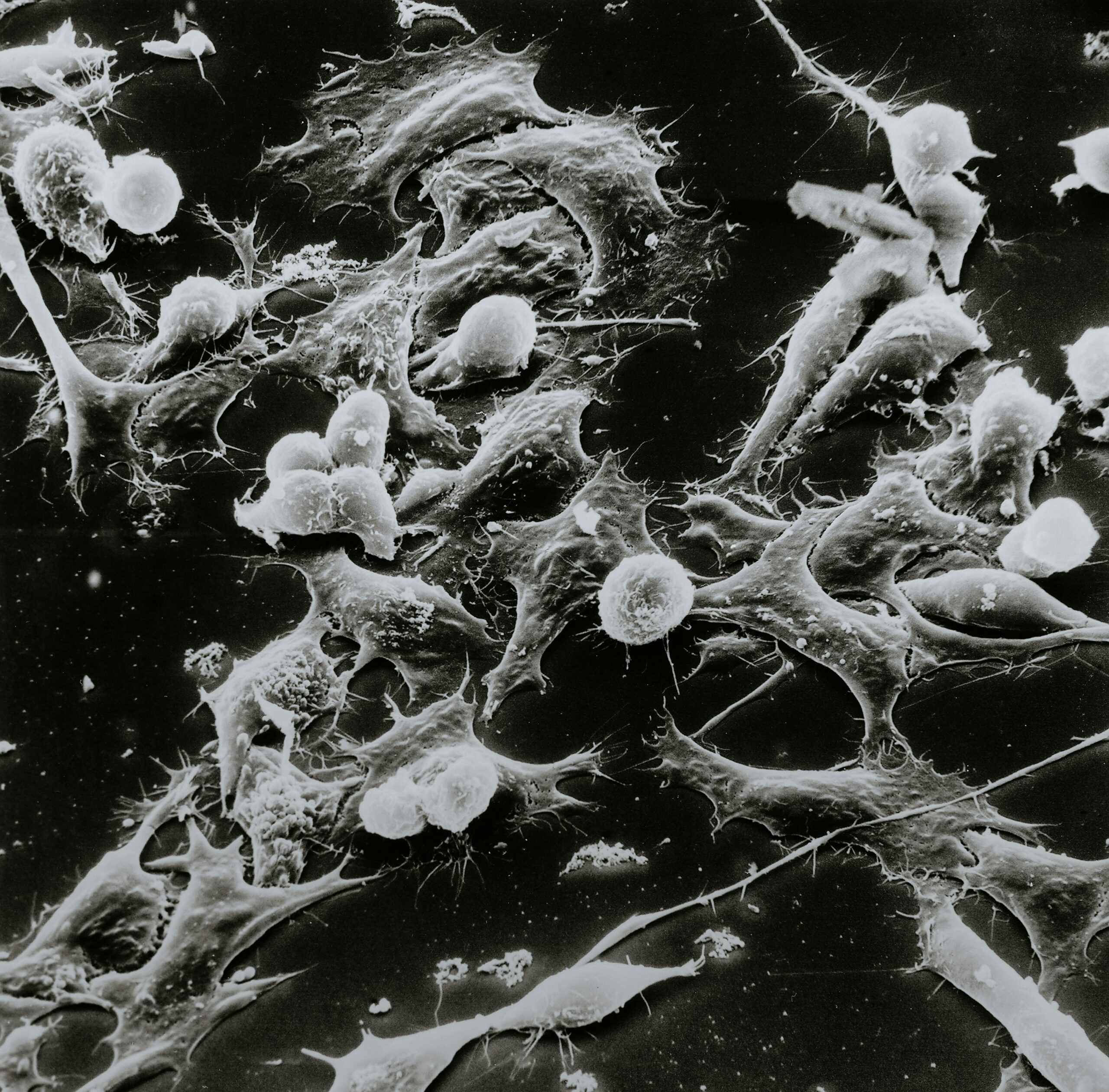 Cellulogia