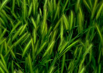 The Science Behind Lyposingrass: Nutritional Value and Health Benefits