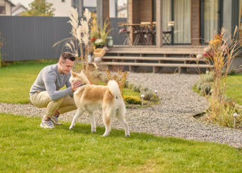 Best Wireless Invisible Dog Fences to Keep Your Dogs Safe and Your Yard Secure