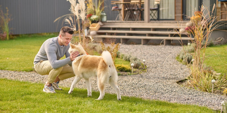 Best Wireless Invisible Dog Fences to Keep Your Dogs Safe and Your Yard Secure